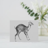 Haeckel Four Horned Deer Postkarte (Stehend Vorderseite)