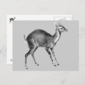 Haeckel Four Horned Deer Postkarte (Vorne/Hinten)