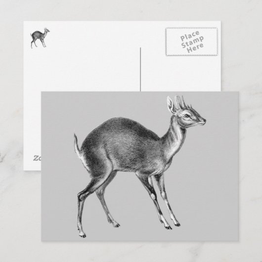 Haeckel Four Horned Deer Postkarte (Vorne/Hinten)