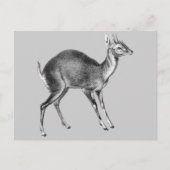 Haeckel Four Horned Deer Postkarte (Vorderseite)
