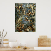 Haeckel Frogs Poster (Küche)