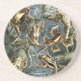 Haeckel Frogs Untersetzer