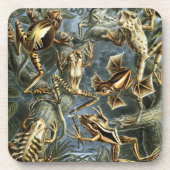 Haeckel Frogs Untersetzer (Vorderseite)