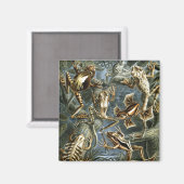 Haeckel Frösche Magnet (Vorderseite/Rückseite)
