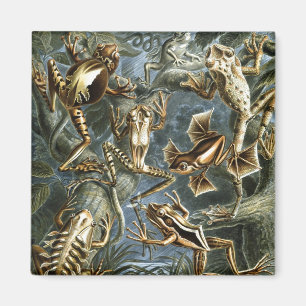 Haeckel Frösche Magnet