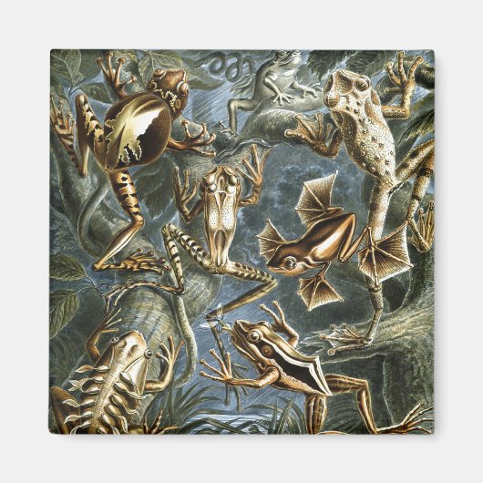 Haeckel Frösche Magnet (Vorne)