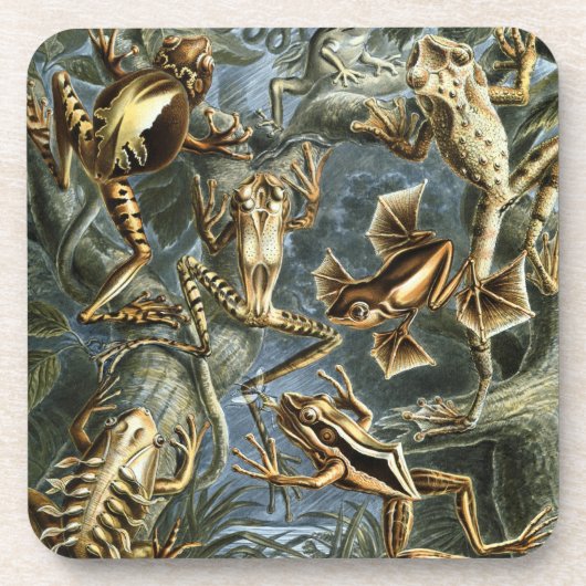 Haeckel Frösche Untersetzer (Vorderseite)