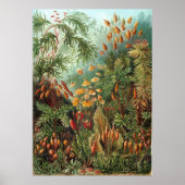 Haeckel Garden Poster (Vorne)