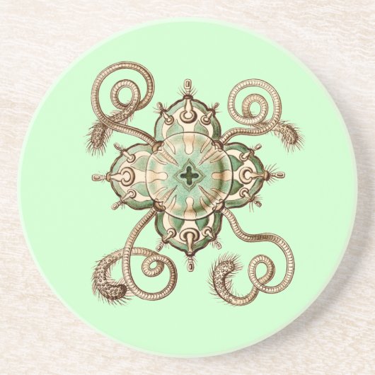 Haeckel Getränkeuntersetzer (Vorne)