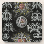 Haeckel Getränkeuntersetzer (Vorderseite)