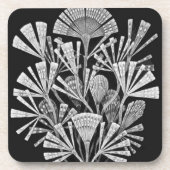 Haeckel Getränkeuntersetzer (Vorderseite)