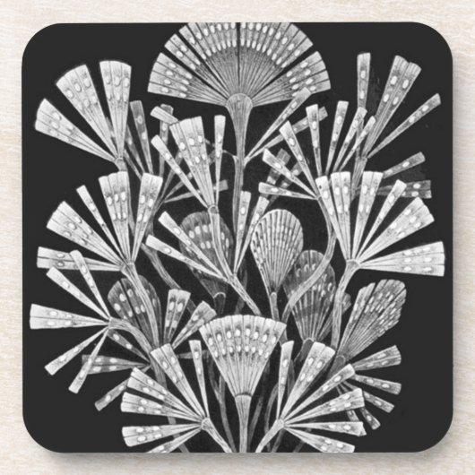 Haeckel Getränkeuntersetzer (Vorderseite)