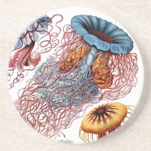 Haeckel Getränkeuntersetzer (Vorne)