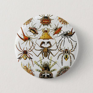  Haeckel Golden Spiders plate 66 Button