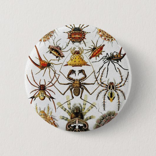 Haeckel Golden Spiders Platte 66 Button (Vorderseite)