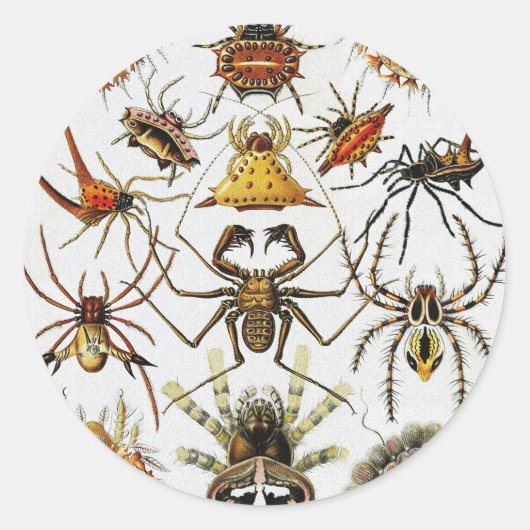 Haeckel Golden Spiders Platte 66 Runder Aufkleber (Vorderseite)