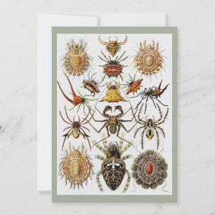 Haeckel Goldene Spinnen Tafel 66 Einladung