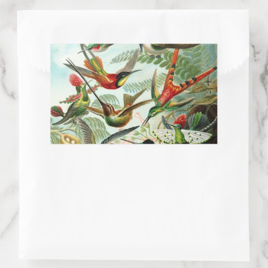 Haeckel Hummingbirds Rechteckiger Aufkleber (Tasche)