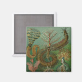 Haeckel Hundertfüßer Magnet (Vorderseite/Rückseite)