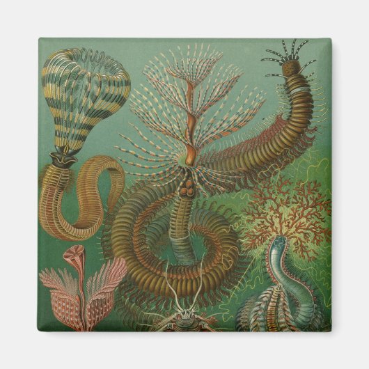Haeckel Hundertfüßer Magnet (Vorne)