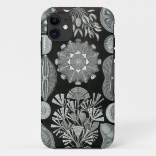 Haeckel iPhone Case - Diatomea