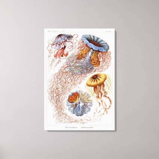 Haeckel Jellyfish, Discomedusa Leinwanddruck (Vorderseite)