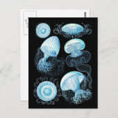 Haeckel Jellyfish Postkarte (Vorne/Hinten)