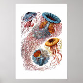 Haeckel Jellyfish Print Poster (Vorne)