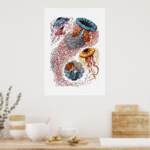Haeckel Jellyfish Print Poster (Küche)