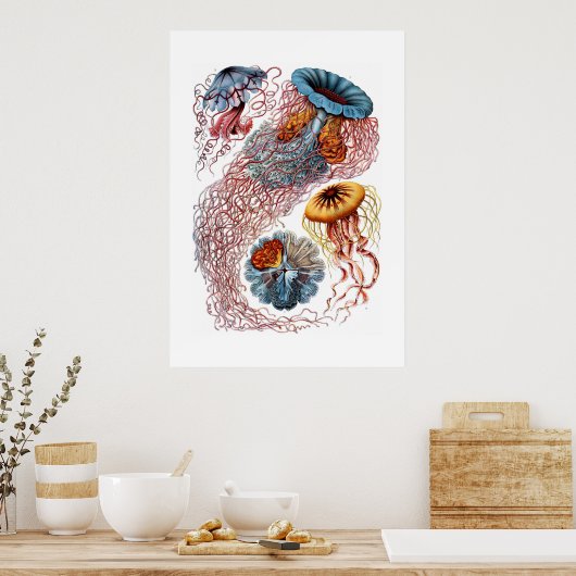 Haeckel Jellyfish Print Poster (Küche)