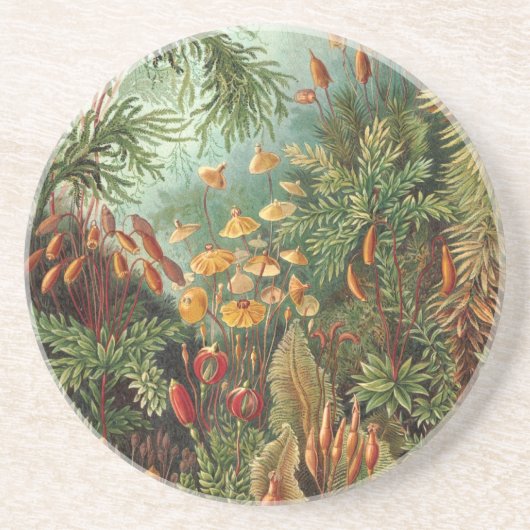 Haeckel Jungle Untersetzer (Vorne)