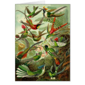 Haeckel Kolibri-Illustrations-jeder Anlass (Vorne)