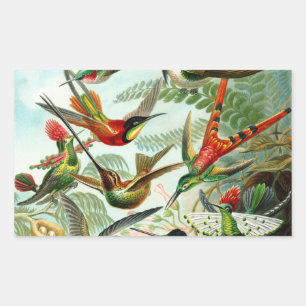 Haeckel Kolibris Rechteckiger Aufkleber