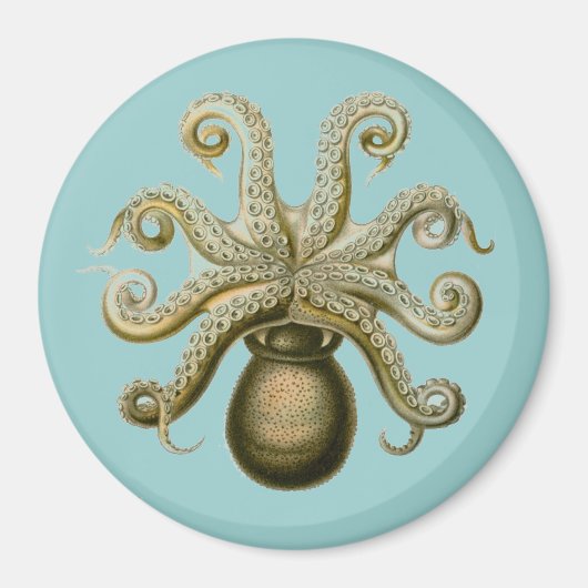 Haeckel Krake Magnet (Vorne)