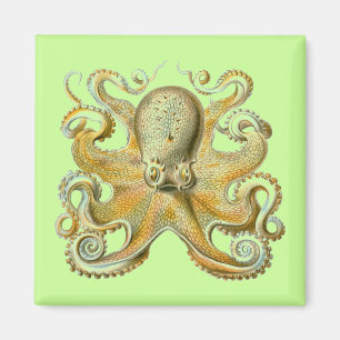 Haeckel Krake Magnet