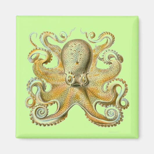 Haeckel Krake Magnet (Vorne)