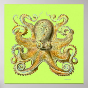 Haeckel Krake Poster