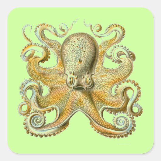Haeckel Krake Quadratischer Aufkleber (Vorderseite)