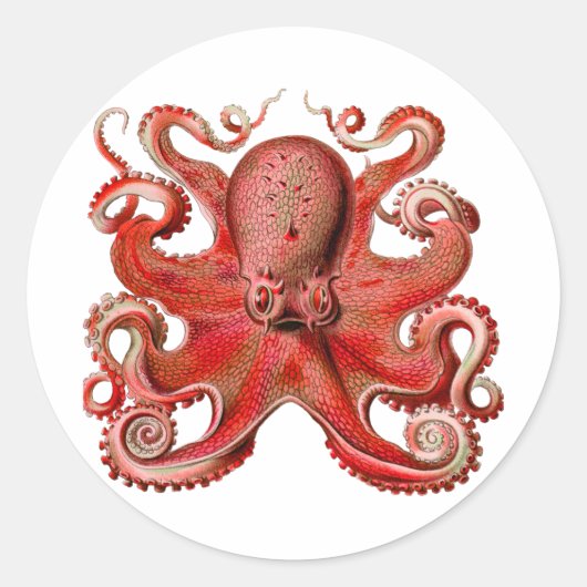 Haeckel Krake Rot Runder Aufkleber (Vorderseite)
