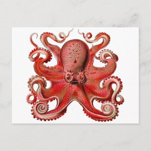 Haeckel Kraken-Rot Postkarte (Vorderseite)