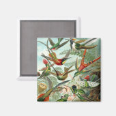 Haeckel Magnet (Vorderseite/Rückseite)