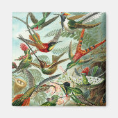 Haeckel Magnet (Vorne)