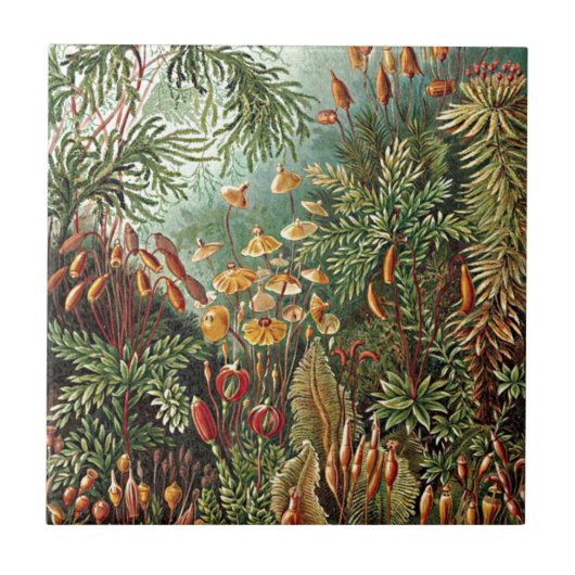 Haeckel Moss-, Grass- und Pilzgemälde Fliese (Vorderseite)