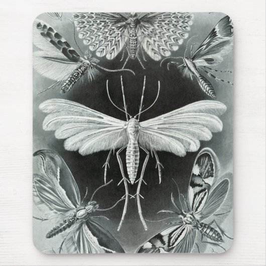 Haeckel-Motten Mousepad (Vorne)