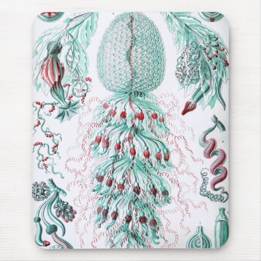Haeckel Mousepad (Vorne)