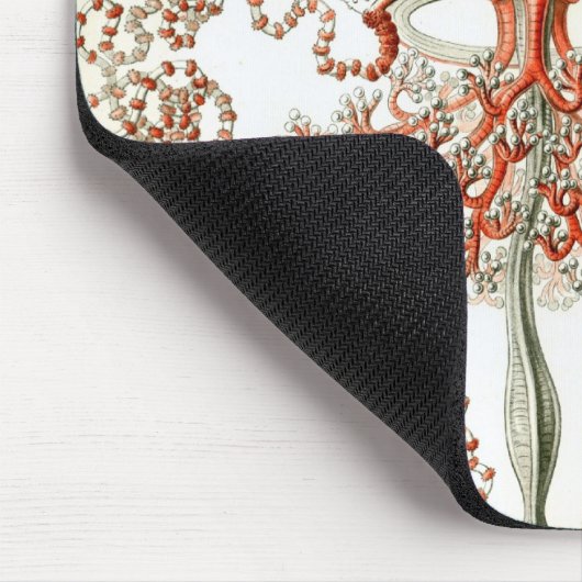 Haeckel Mousepad (Ecke)