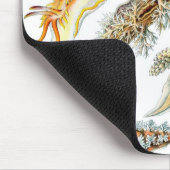 Haeckel Mousepad (Ecke)
