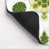 Haeckel Mousepad (Ecke)
