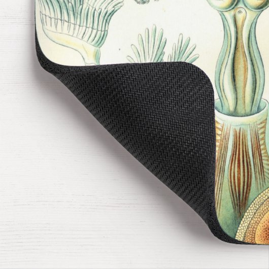 Haeckel Mousepad (Ecke)