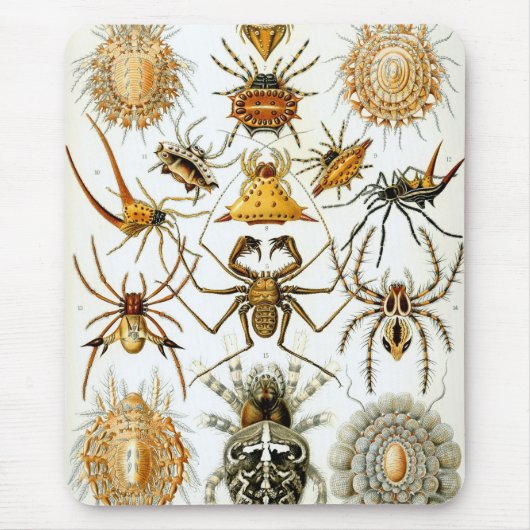 Haeckel Mousepad (Vorne)